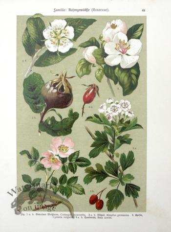 Botanical Atlas 1911 14